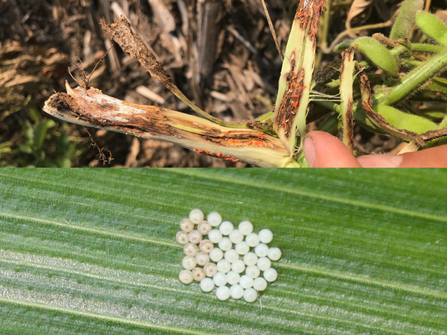 Soybean gall midge larvae infesting soybean stems (top photo) have been reported in four states so far. Meanwhile, western bean cutworm moths are laying eggs (bottom photo) this month across the Corn Belt. (Photos by Justin McMechan, UNL, and Scott Williams, DTN)